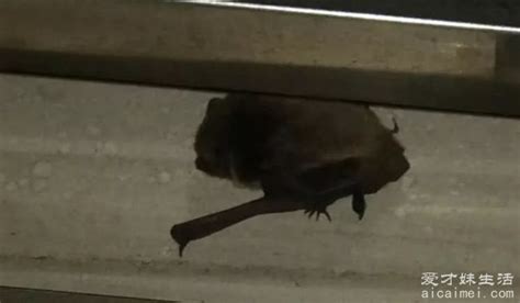 家里出现蝙蝠代表什么 10樓好嗎